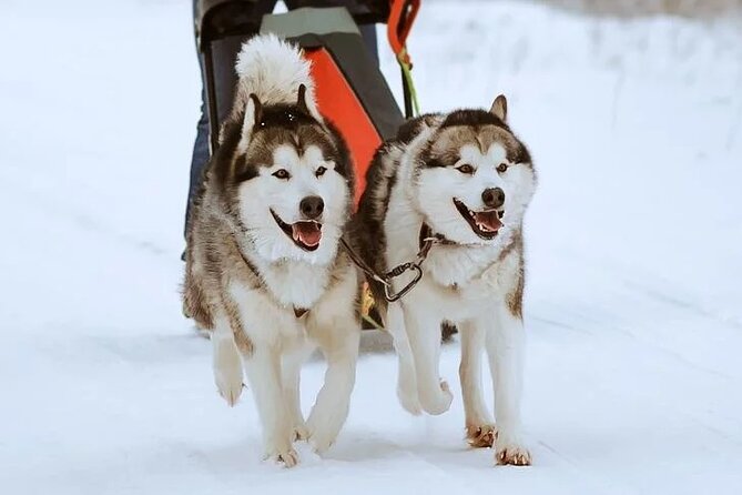 10 km Authentic Husky Safari in the Taiga Forest – Family Kennel - Is the $262.42 Price Fair?