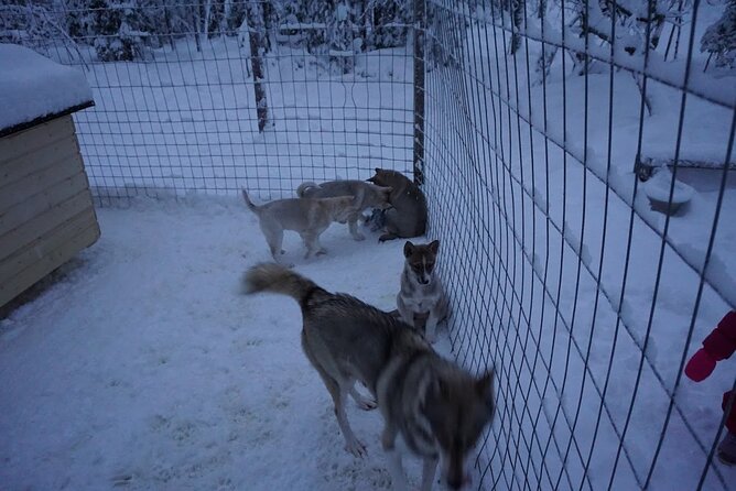 10 km Authentic Husky Safari in the Taiga Forest – Family Kennel - Ten Kilometers Through Snowy Forest