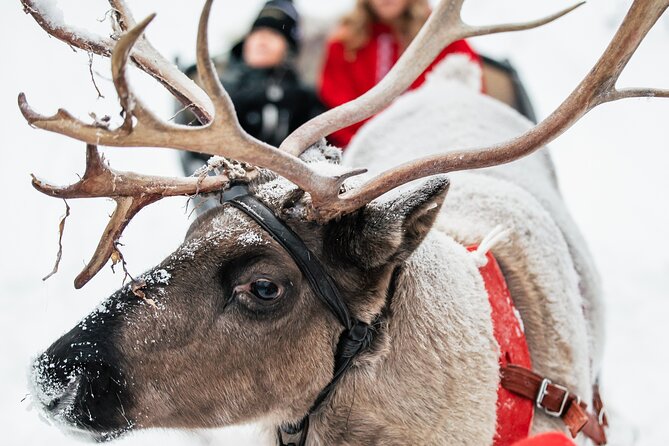 2km Sleigh Ride & Feeding Experience at Traditional Reindeer Farm - Feeding the reindeer at close range