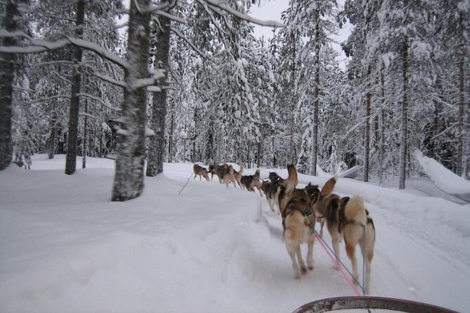 5KM Husky Sled Ride from Levi - Taking the reins at a Levi husky farm