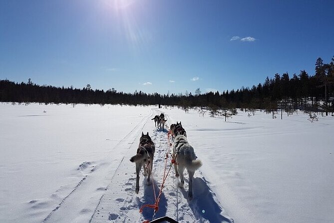 5KM Husky Sled Ride from Levi - Why the dogs matter as much as the ride