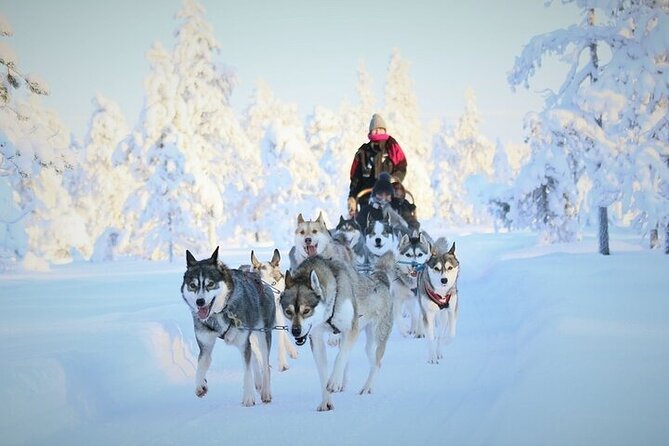 8-10km Husky Ride in the Taiga and Visit Other Farm Animals - Key points to know before you book