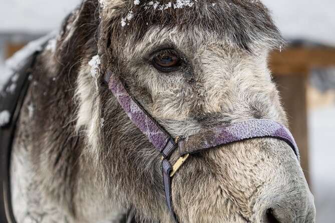 8-10km Husky Ride in the Taiga and Visit Other Farm Animals - The husky ride is the main event