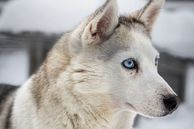 8-10km Husky Ride in the Taiga and Visit Other Farm Animals - A simple fire-side lunch in the cold