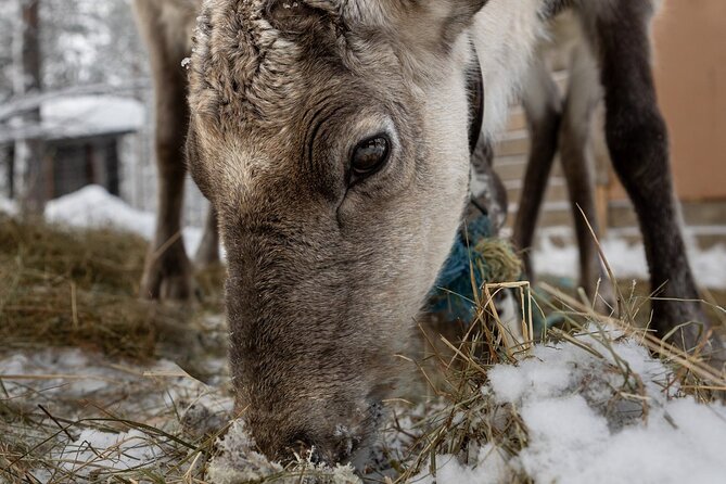8-10km Husky Ride in the Taiga and Visit Other Farm Animals - Is the $272.83 price fair?