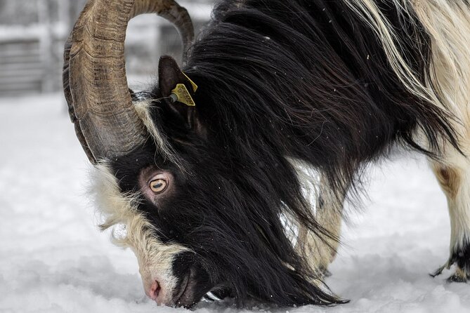 8-10km Husky Ride in the Taiga and Visit Other Farm Animals - Who will enjoy this outing most?