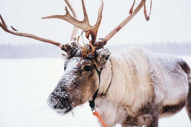 Apukka Reindeer Journey - From Rovaniemi to Apukka in the Snow