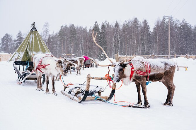 Apukka Reindeer Journey - What the Guide Adds