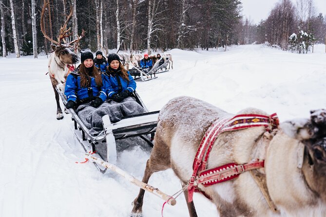 Apukka Reindeer Journey - Animal Welfare and What to Consider