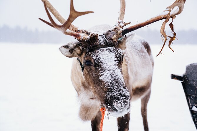 Apukka Reindeer Journey - Booking and Cancellation Details