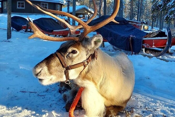 Arctic Animals Adventure with Lunch Buffet - A full Lapland day, from sleigh rides to polar bears