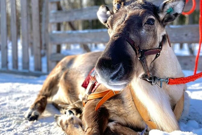Arctic Animals Adventure with Lunch Buffet - What the guide adds to the farm stop