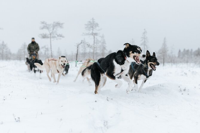 Arctic Animals Adventure with Lunch Buffet - The drive to Ranua and why timing matters