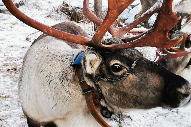Arctic Animals Adventure with Lunch Buffet - Two hours at Ranua Wildlife Park