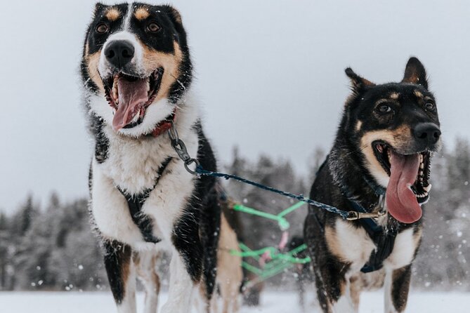 Arctic Animals Adventure with Lunch Buffet - Handling the cold without spoiling the day