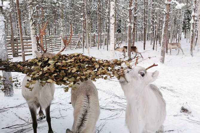 Arctic Animals Adventure with Lunch Buffet - The morning farm visit and the two short rides