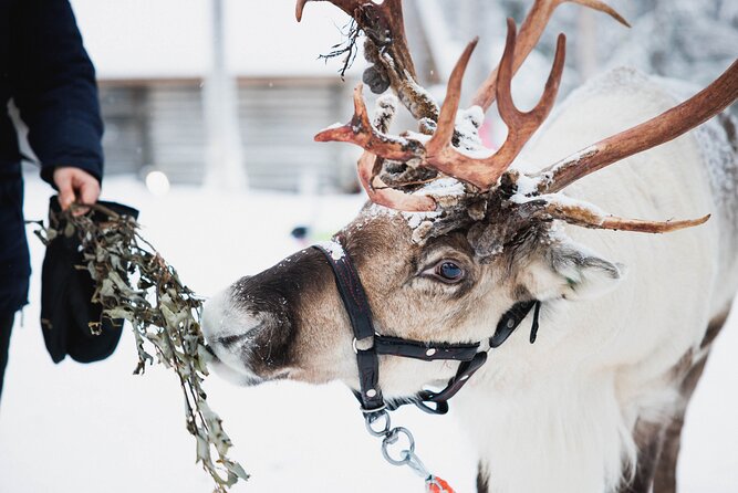 Arctic Circle Highlights Family Day - Why this family day works in Rovaniemi