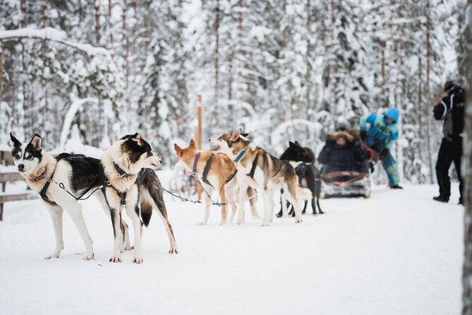 Arctic Circle Highlights Family Day - A 500-meter reindeer sleigh ride