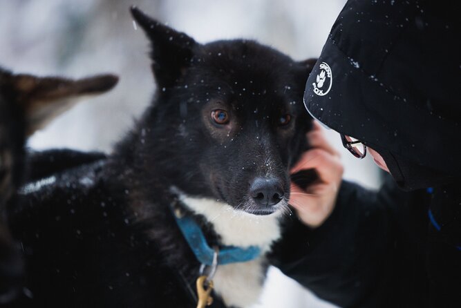 Arctic Circle Highlights Family Day - Mini-snowmobiling for children under 150 centimeters