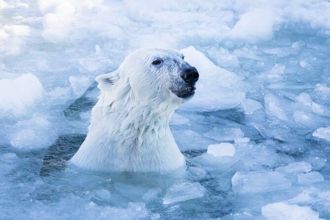 Arctic Polar Bear Adventure with Lunch in Rovaniemi! - Why Ranua Zoo makes a good Arctic outing