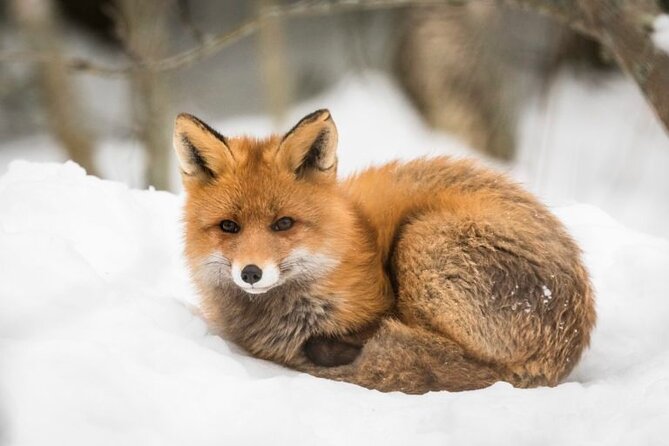 Arctic Polar Bear Adventure with Lunch in Rovaniemi! - Polar bears, Arctic foxes, and the other stars