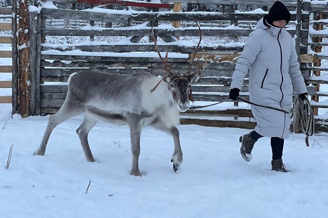 Arctic Reindeer Farm Experience with Snowshoeing in the Wild - Leaving Levi for a private reindeer farm