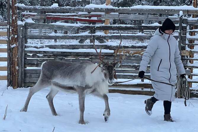 Authentic Reindeer Experience and Ice Fish with Lunch in the Wild - What the $254.85 Price Really Covers