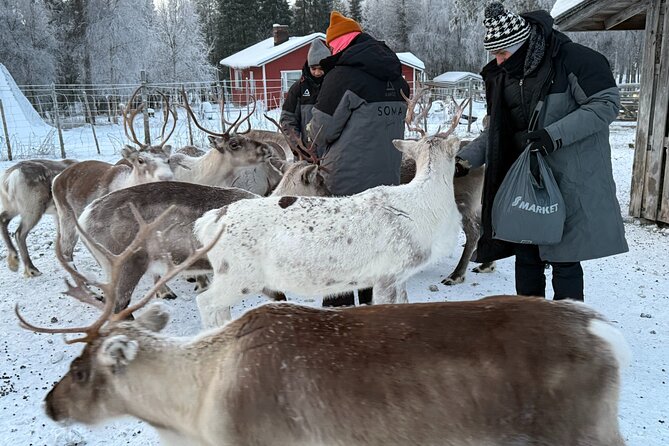Authentic Reindeer Experience and Ice Fish with Lunch in the Wild - A Few Details That Can Make the Day Easier