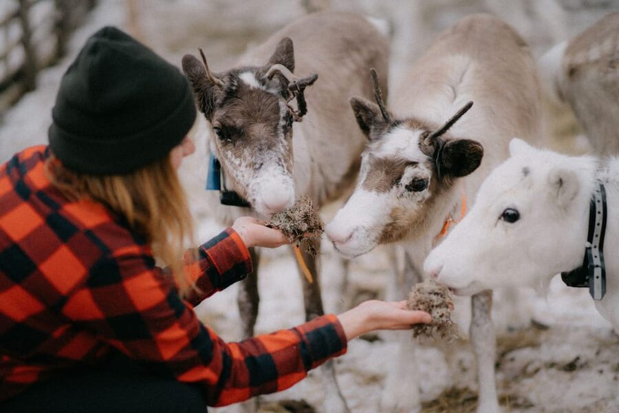 Authentic Reindeer Experience, Ice Fish & Lunch in the Wild - Why the guides matter