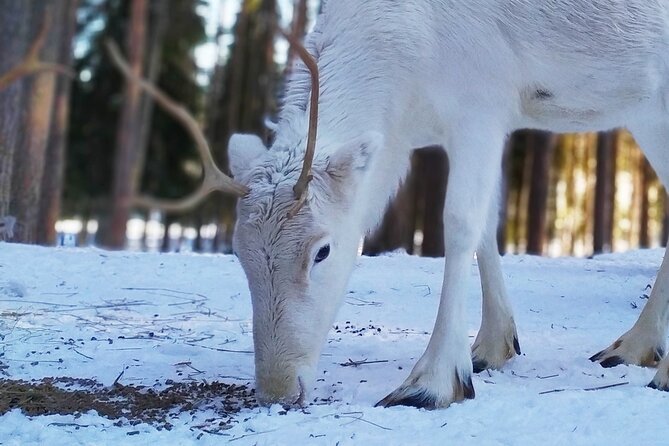 Authentic Reindeer Farm Experience in Rovaniemi - Why the 9 a.m. feeding makes a difference