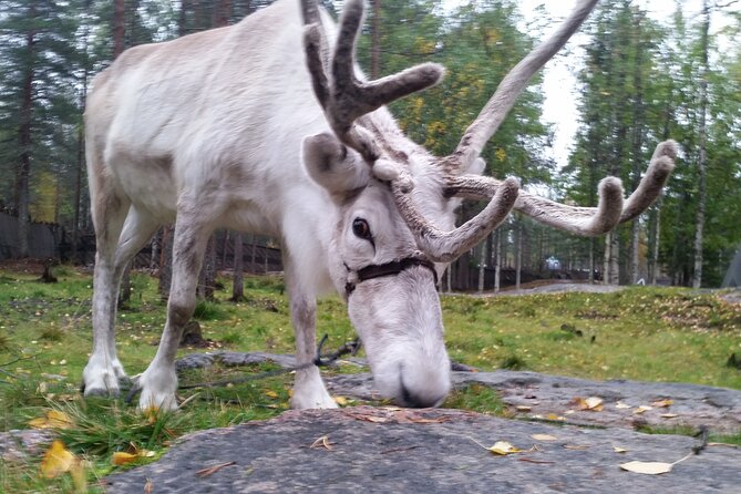Authentic Reindeer Farm Experience in Rovaniemi - Pickup from Rovaniemi and the morning schedule