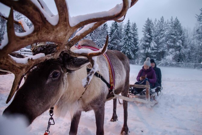 Authentic Reindeer Farm Experience in Rovaniemi - Is $120.15 a fair price?