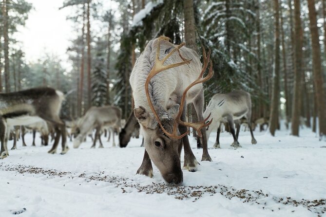 Authentic Reindeer Farm Experience in Rovaniemi - The 400-meter sleigh ride, short but hands-on