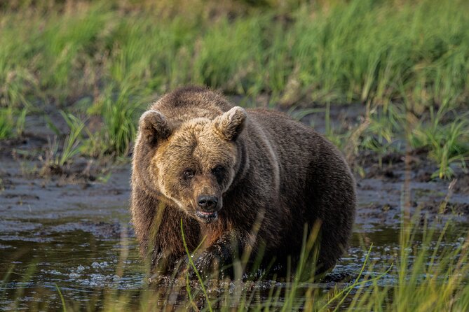 Bear and Arctic Animals 2 Day Trip from Rovaniemi - From Rovaniemi to a working reindeer farm
