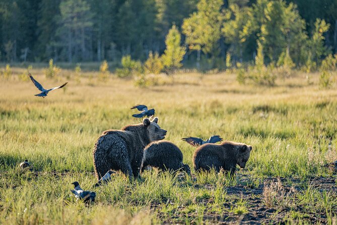 Bear and Arctic Animals 2 Day Trip from Rovaniemi - Waiting for bears in a Kuusamo wilderness hut