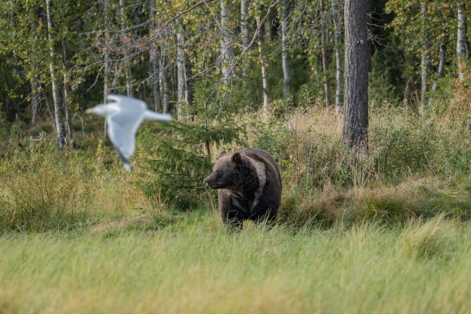 Bear and Arctic Animals 2 Day Trip from Rovaniemi - What the $939.94 price really covers