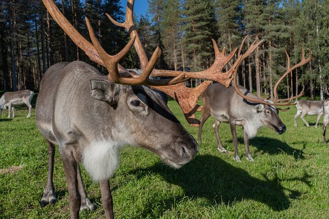 Bear and Arctic Animals 2 Day Trip from Rovaniemi - The pace, transport, and group size