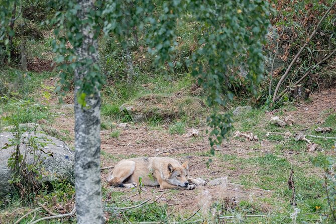 Bear and Arctic Animals 2 Day Trip from Rovaniemi - Weather, cancellation, and planning details