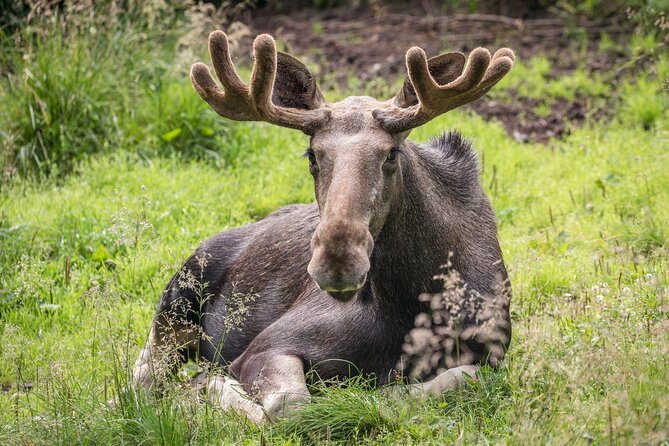 Bear and Arctic Animals 2 Day Trip from Rovaniemi - Who will enjoy this two-day animal trip