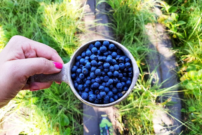 Berry Picking in a National Park - Why this forest day feels different