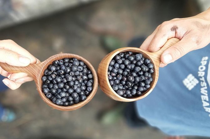 Berry Picking in a National Park - Returning through the park after lunch