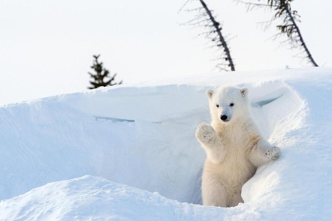 Bus to Ranua Zoo from Rovaniemi - Key points to know before you book