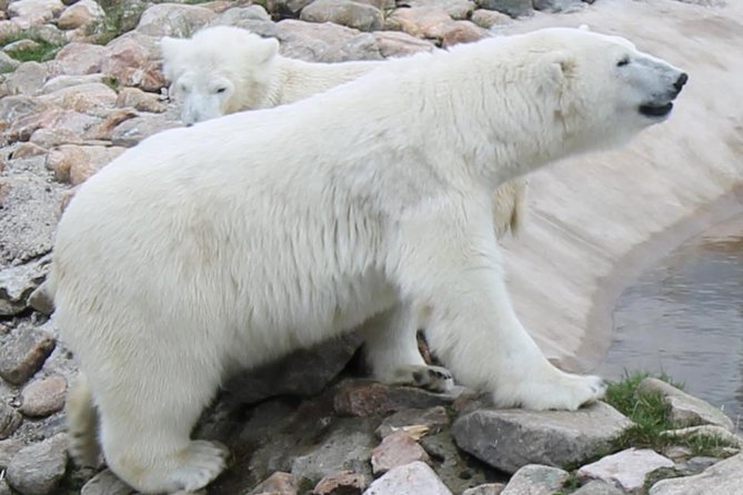 Bus to Ranua Zoo from Rovaniemi - A straightforward ride to Ranua’s Arctic animals