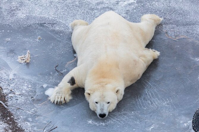 Bus to Ranua Zoo from Rovaniemi - Three hours among Arctic wildlife