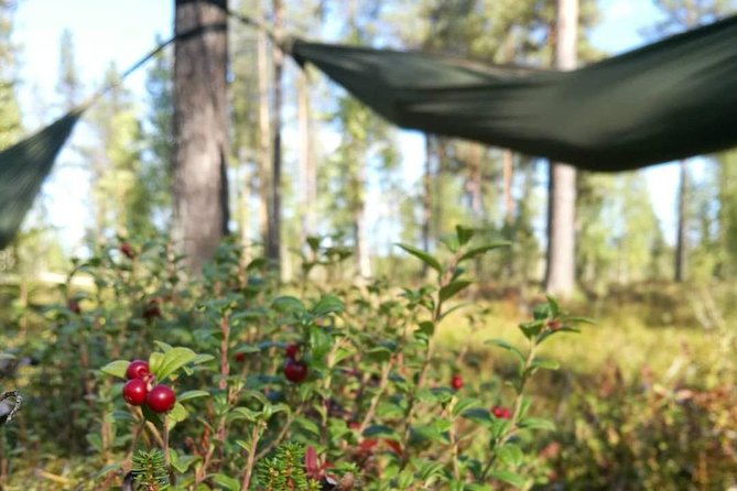 Cocooning in the HaliPuu forest: The ultimate Arctic hammock relaxation - Who will enjoy HaliPuu most