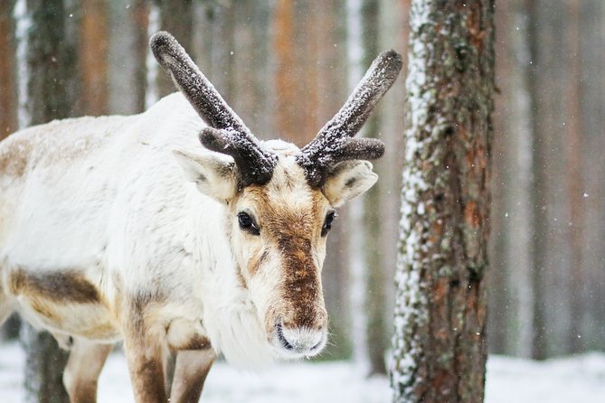 Cross-Country Skiing Trip - Why cross-country skiing works so well in Rovaniemi