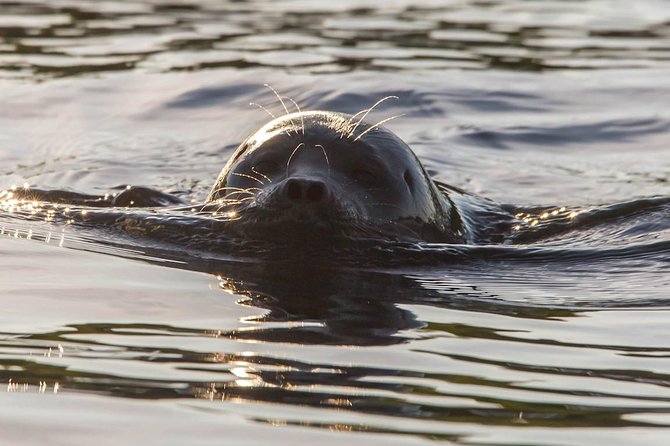 Cruise in Puumala by Lake Saimaa - Key points to know before you book