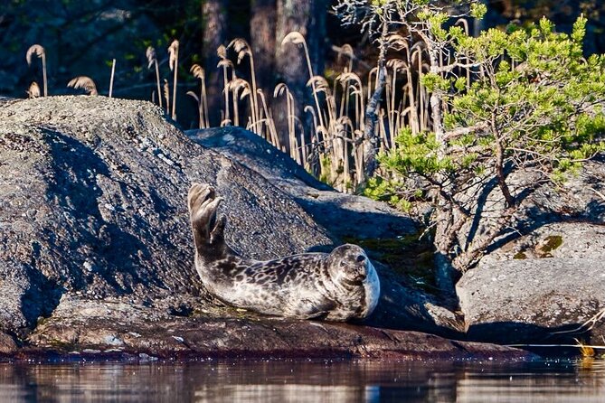 Cruise in Puumala by Lake Saimaa - What the gentle eco-boat changes