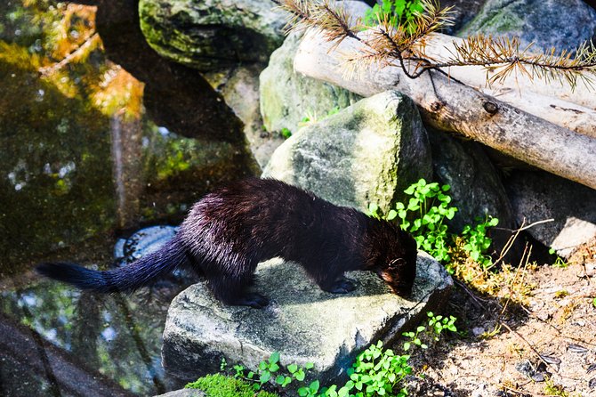 Day Trip to Ranua Arctic Wildlife Park from Rovaniemi - Why Ranua makes a good half-day from Rovaniemi