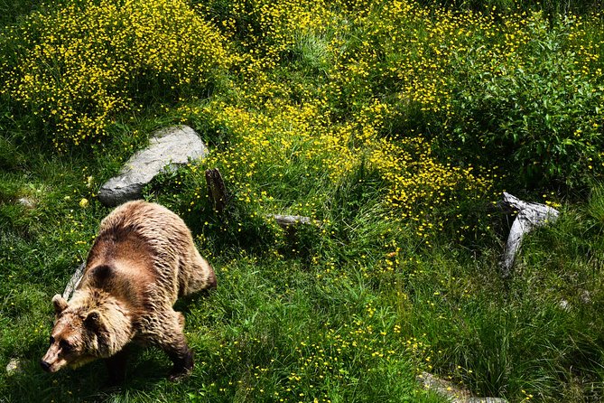 Day Trip to Ranua Arctic Wildlife Park from Rovaniemi - Exploring Ranua’s brown bears, wolves, and birds
